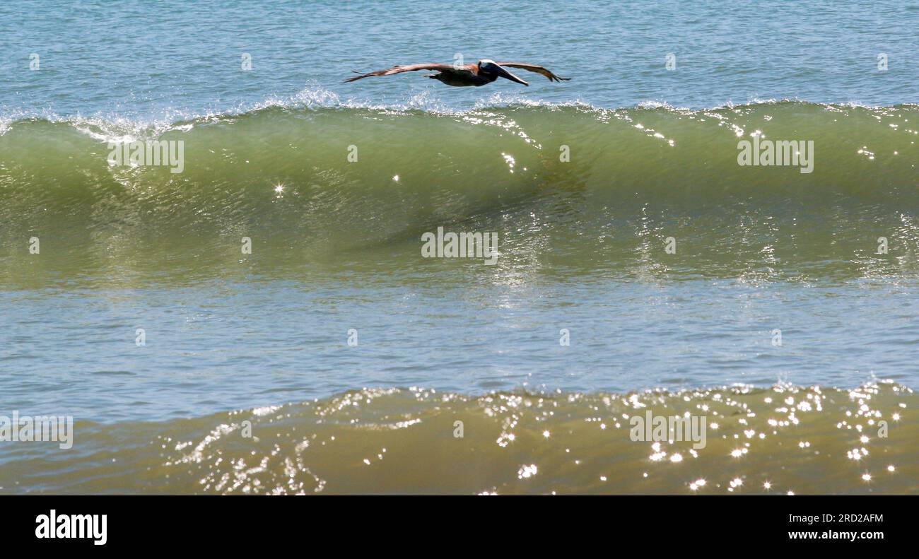 One brown pelican bird gliding over the top of a wave in Cocoa Beach Florida on a sunny day. Stock Photo