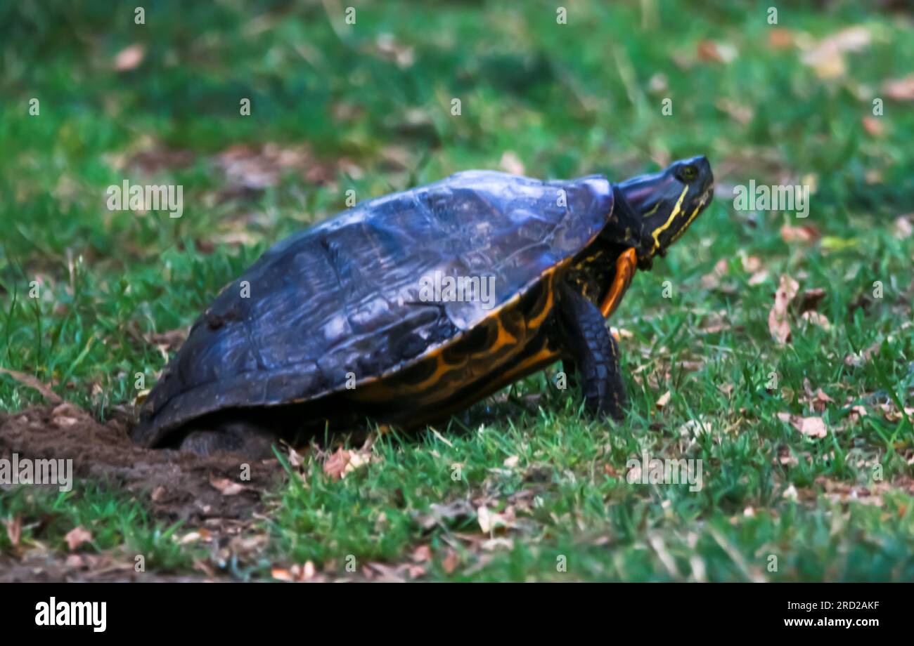 Side view of a snapping turtle laying eggs in the dirt at a park on Long Island New York. Stock Photo