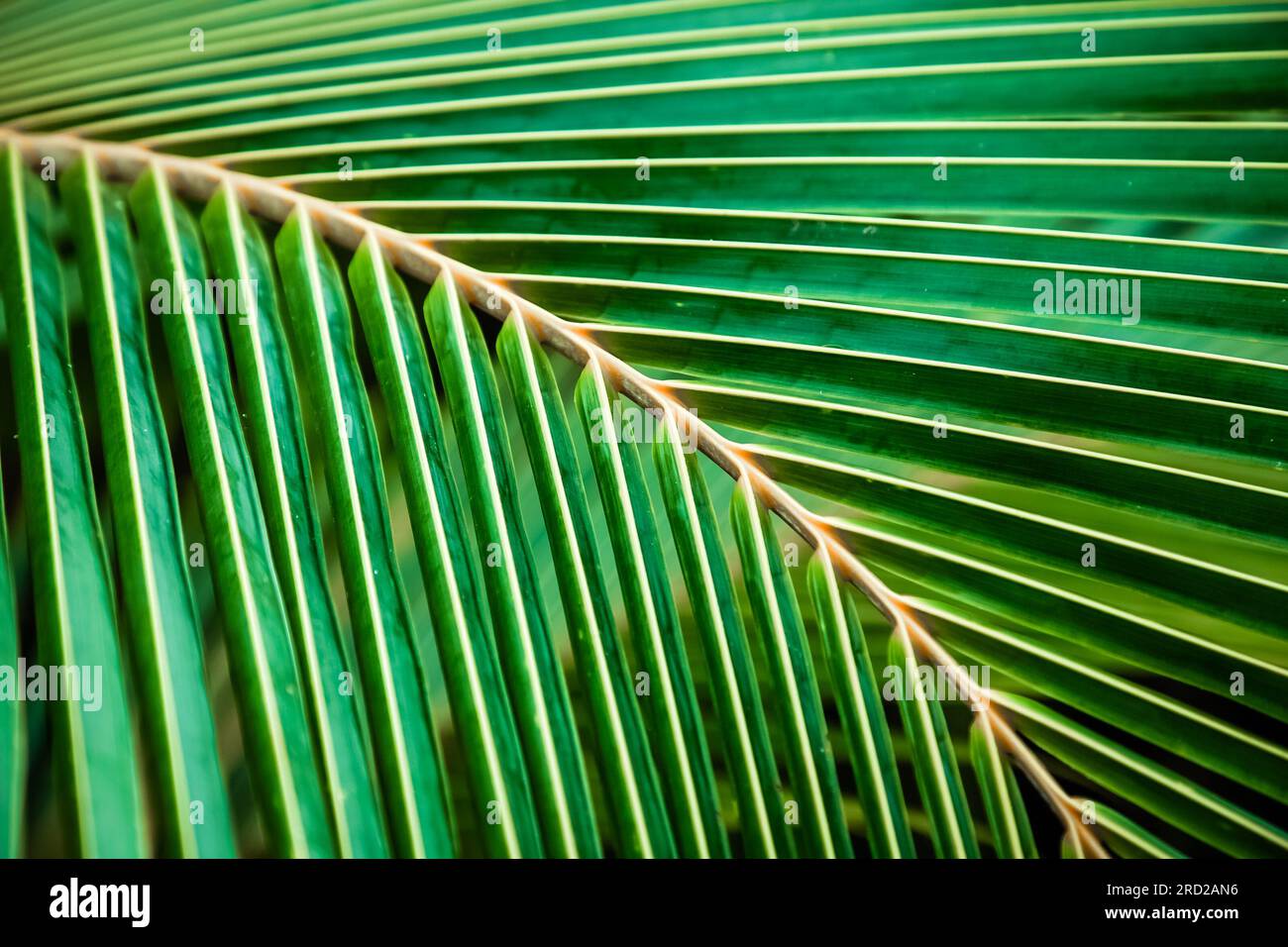 lush green tropical vegetation background Stock Photo - Alamy