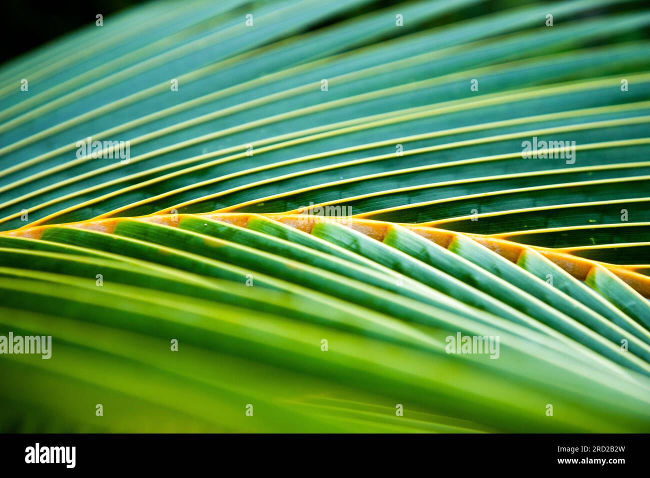 lush green tropical vegetation background Stock Photo - Alamy