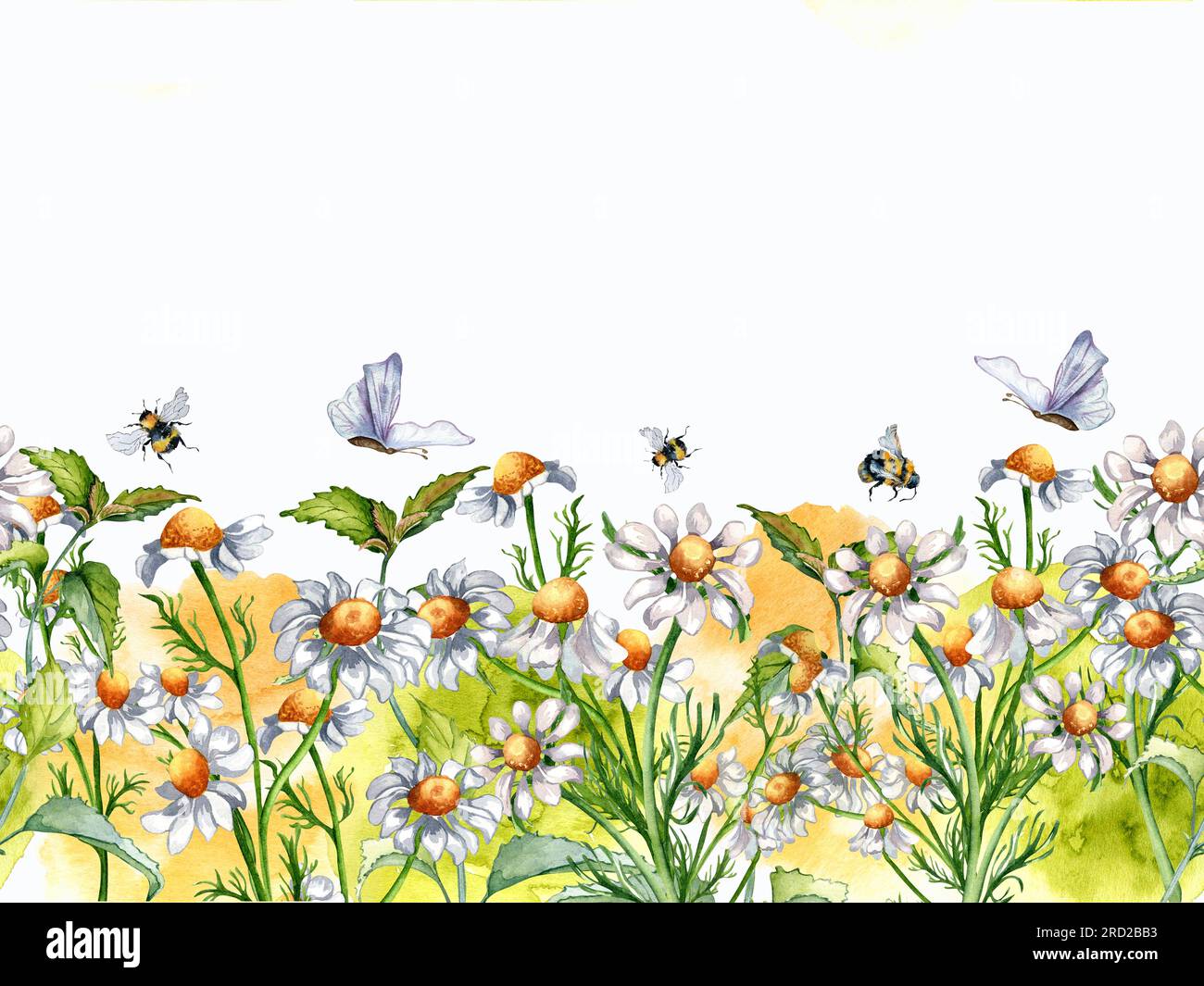 Seamless border of medicinal plants, watercolor splash, insects illustration isolated on white background. Daisy flower, bee, butterfly, nettle hand d Stock Photo