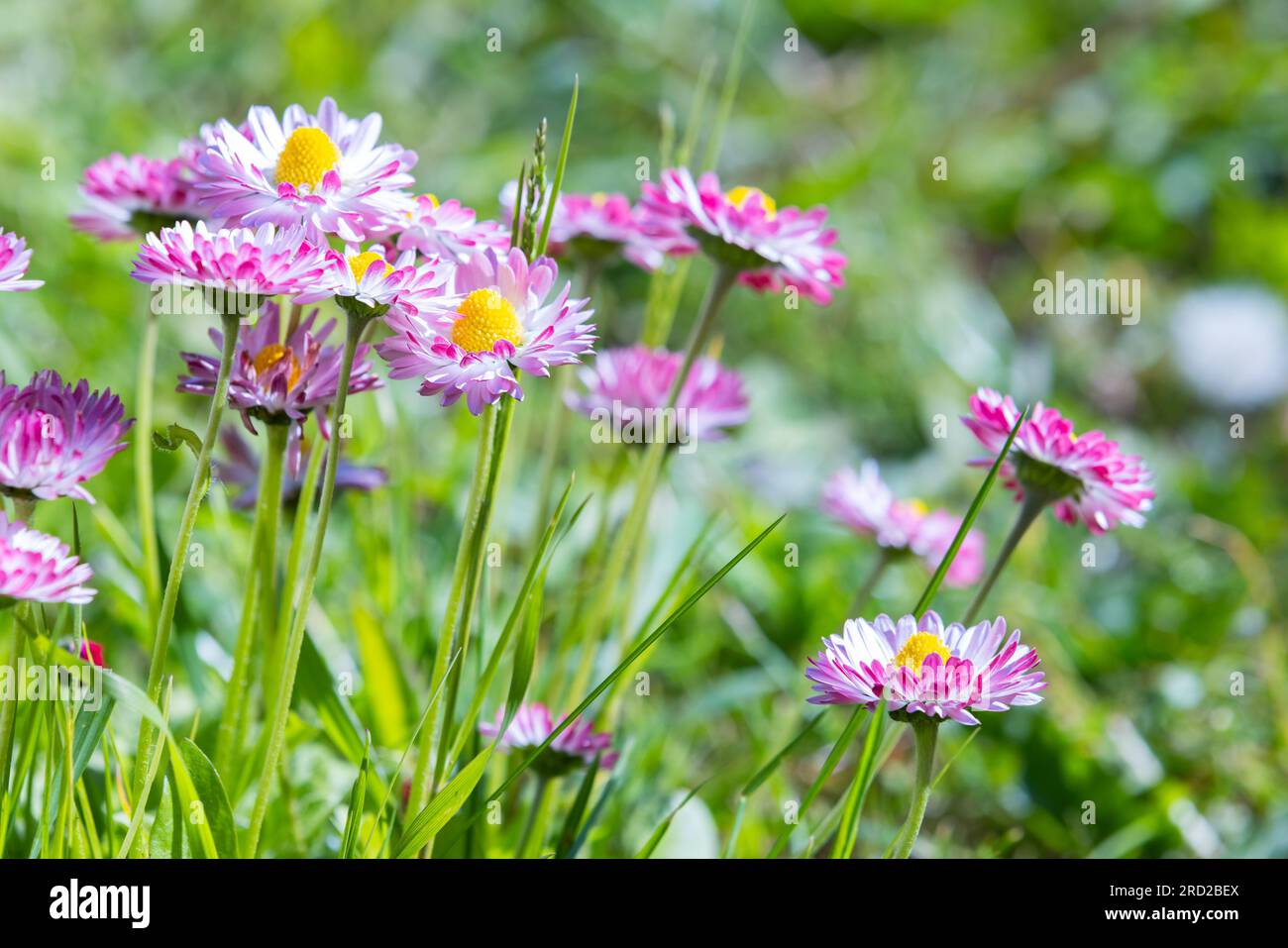 Colorful flowers of Bellis close up photo with selective soft focus. It is a genus of flowering plants in the family Asteraceae Stock Photo