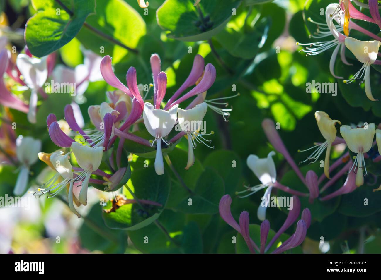 Flowers of Lonicera caprifolium on a sunny day, close up photo Stock Photo
