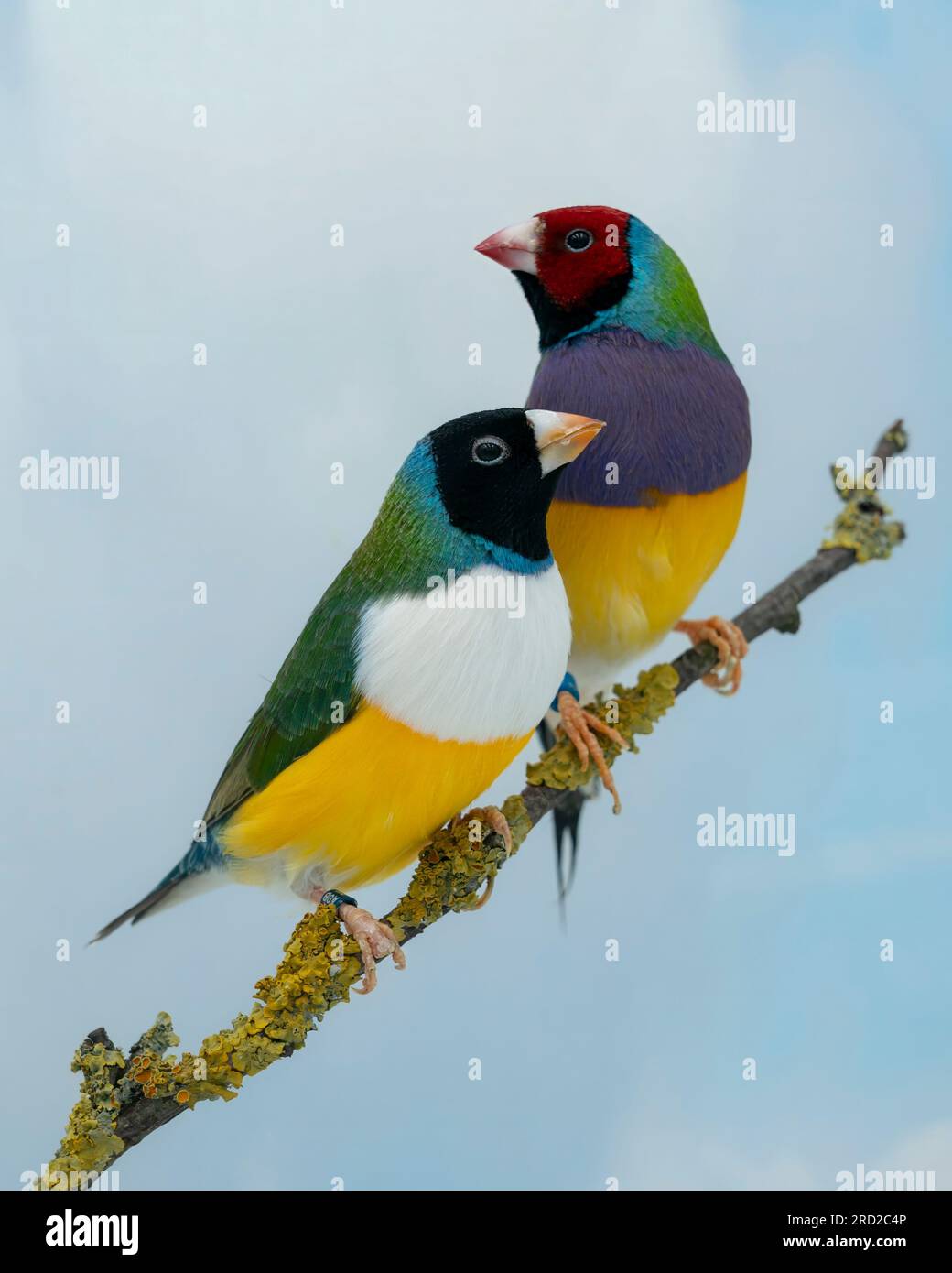 Gouldian finch (Chloebia gouldiae) red head and purple chest and a