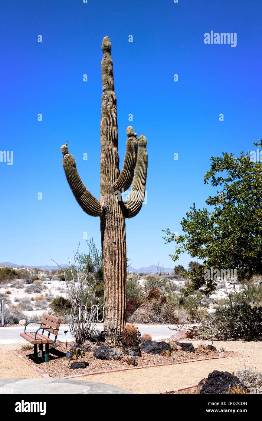 Botanical gardens at the Springs Preserve Las Vegas Nevada USA Stock