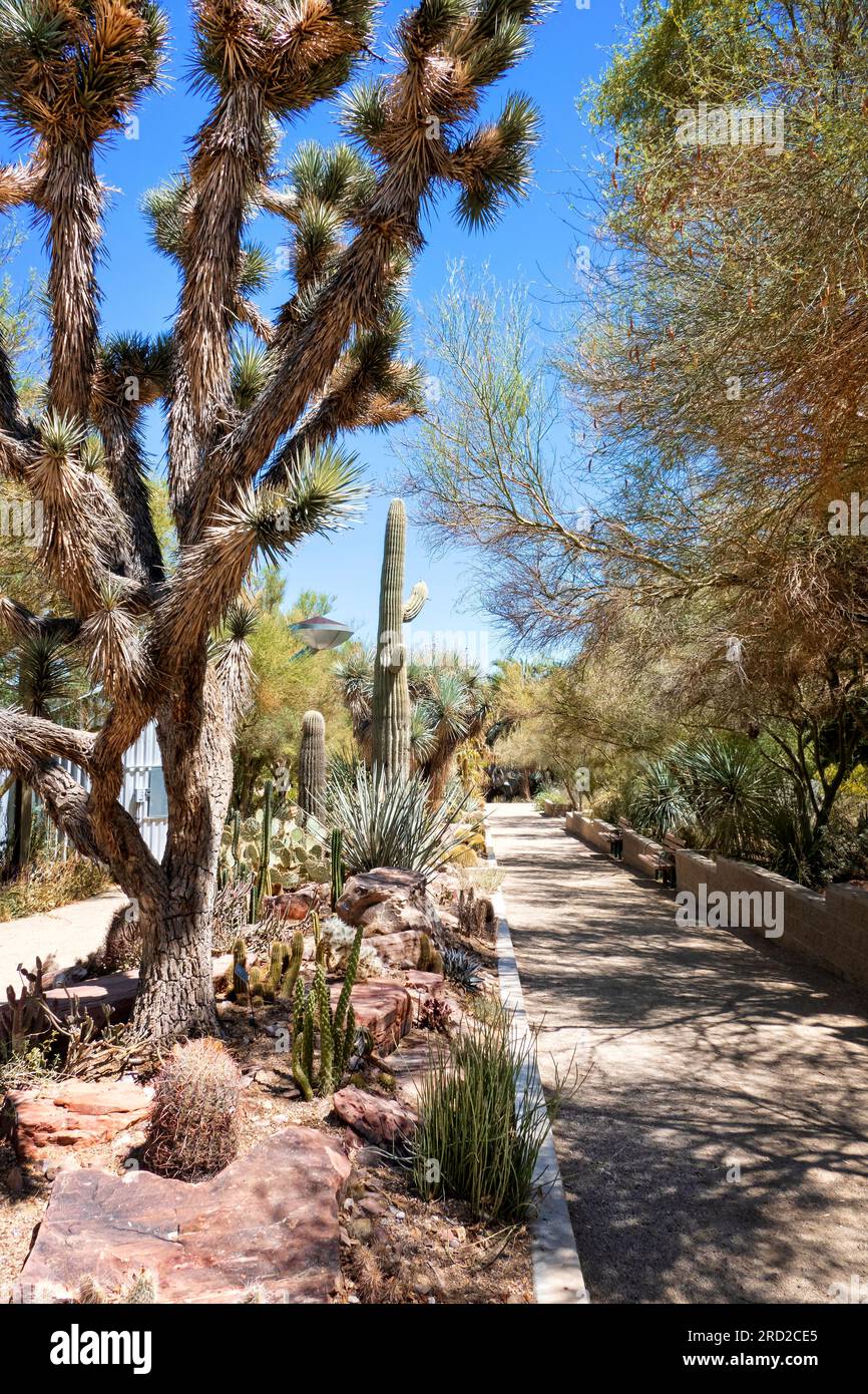 Botanical gardens at the Springs Preserve Las Vegas Nevada USA Stock