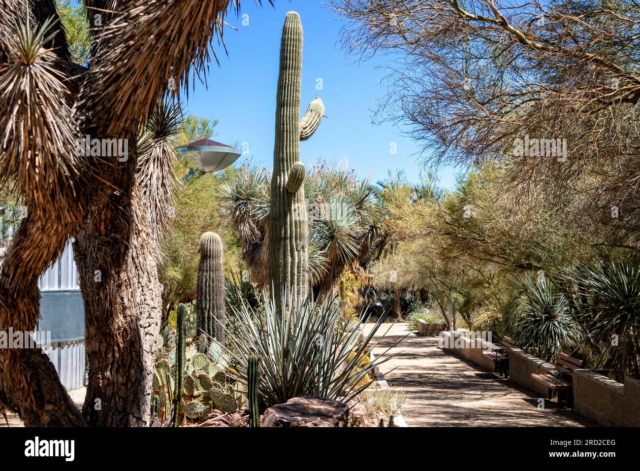 Botanical gardens at the Springs Preserve Las Vegas Nevada USA Stock