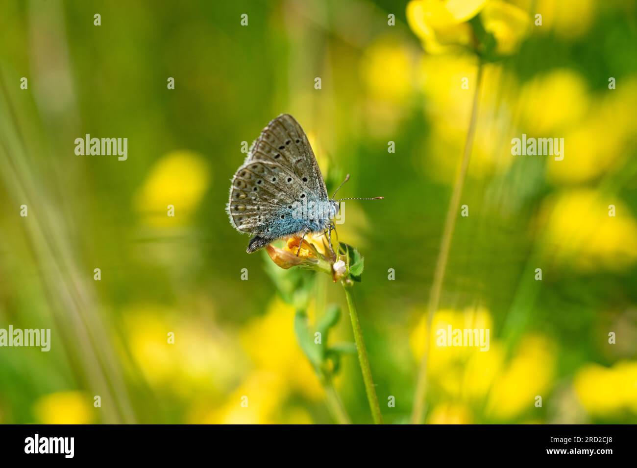 lycaenidae butterfly on the grass Stock Photo