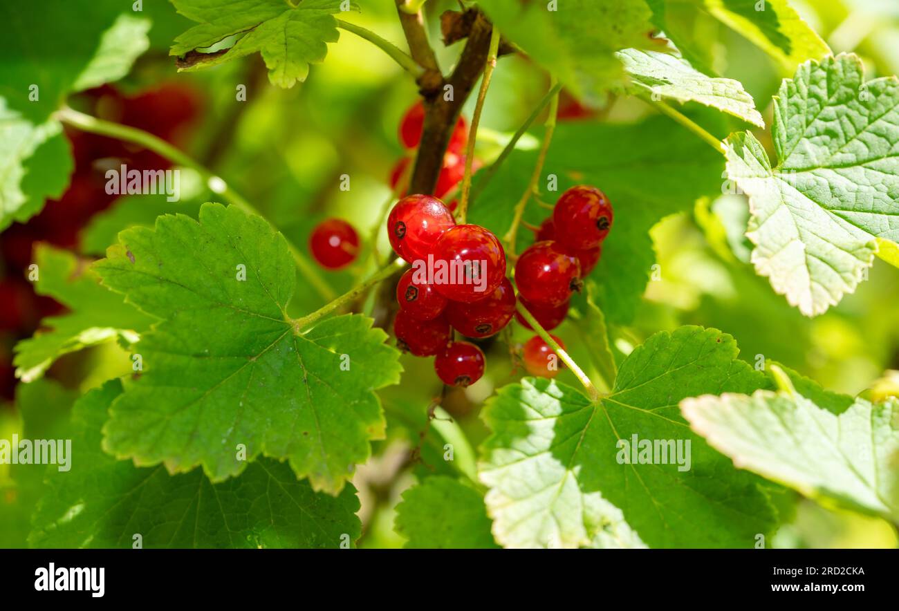 red Ribes rubrum on a branch Stock Photo - Alamy