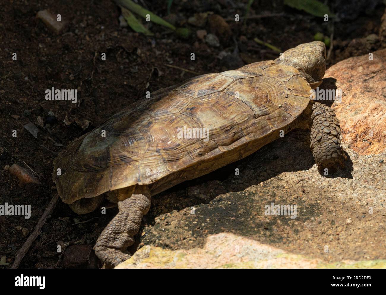 The rare Pancake Tortoise is endemic to the granite koppies of East Africa. They have a unique flattened and semi-flexible carapace. Stock Photo