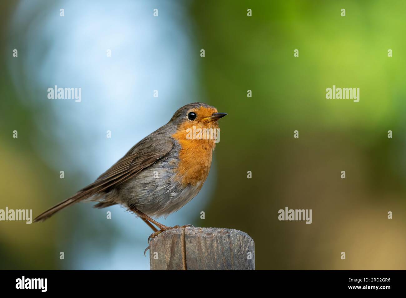 European robin (Erithacus rubecula) perched on a pole Stock Photo