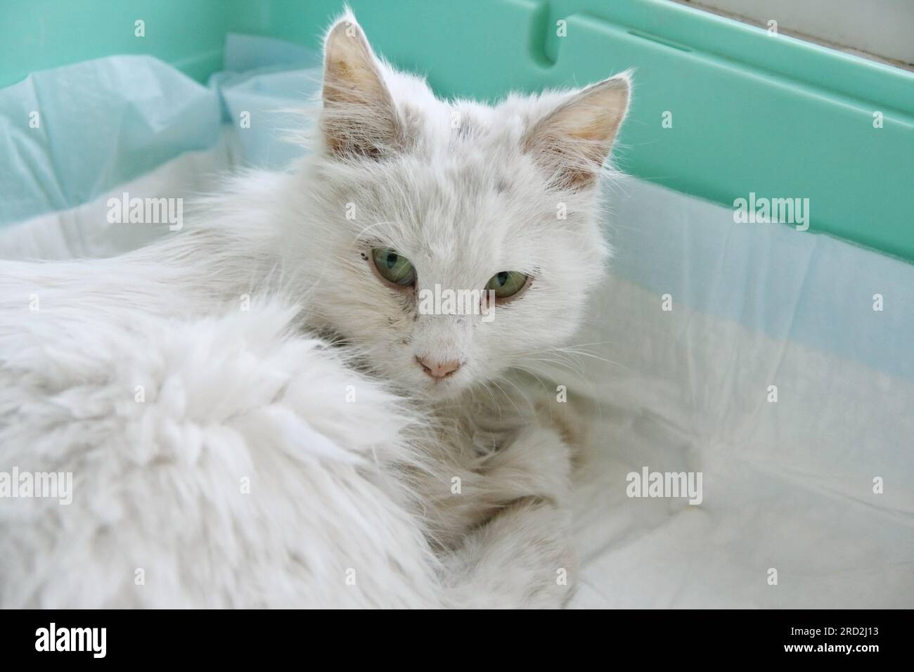 Sick Turkish Angora cat. exhausted white cat lying on hygienic diaper. homeless animal is treated in veterinary clinic. Dehydration and high temperatu Stock Photo