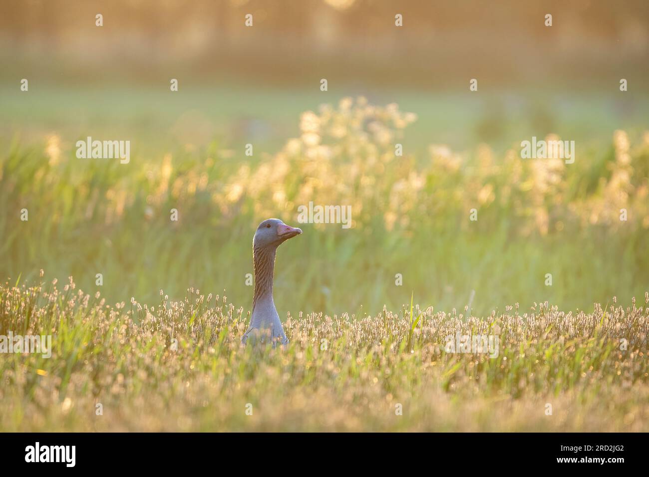 greylag goose (Anser anser) in the morninglight Stock Photo