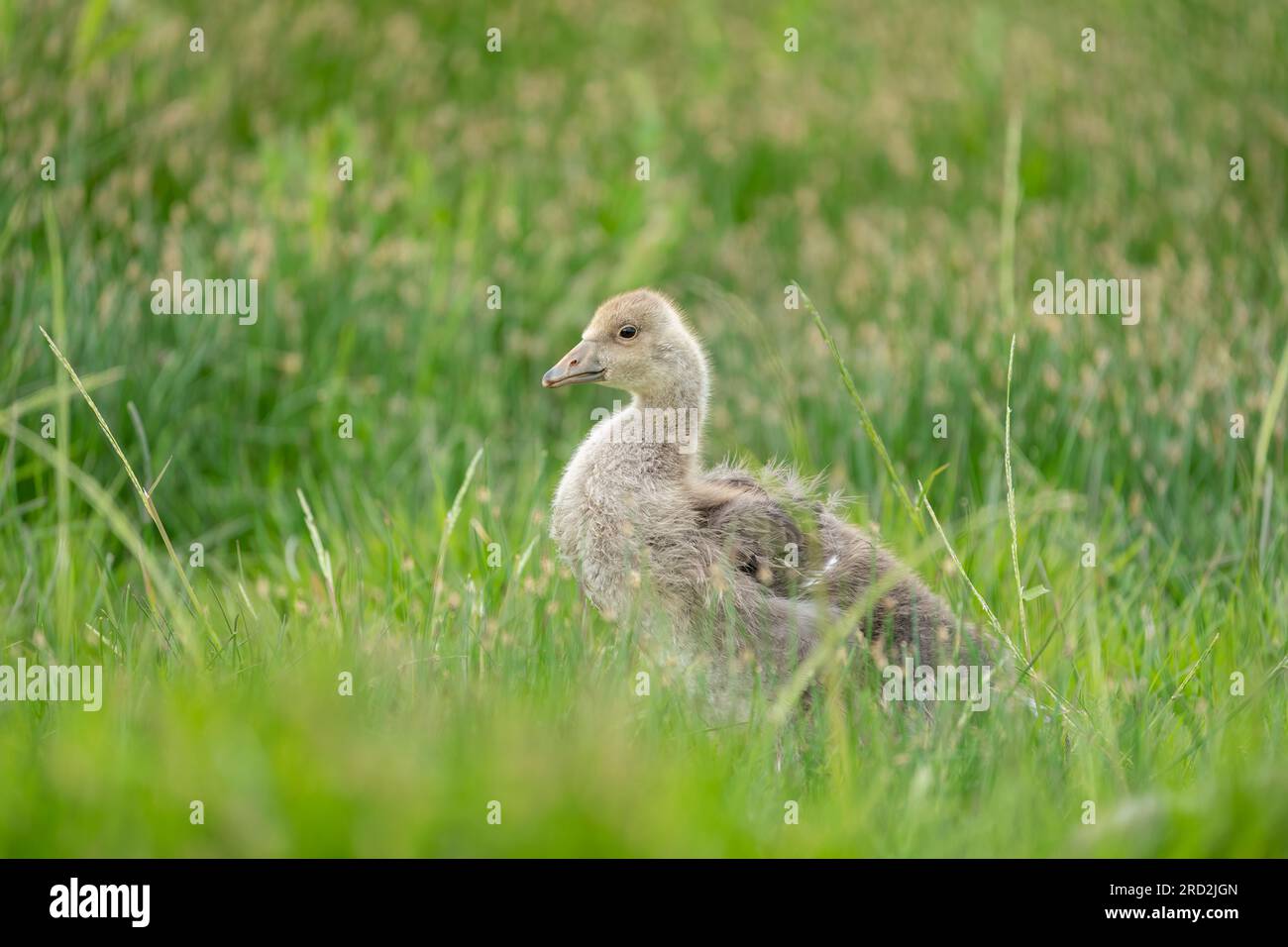 greylag goose (Anser anser) baby goose Stock Photo