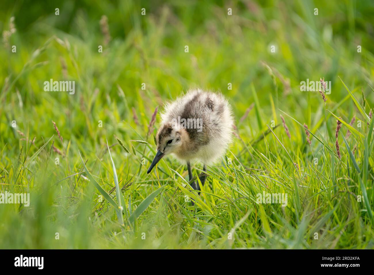 Black tailed godwit chick hi-res stock photography and images - Alamy