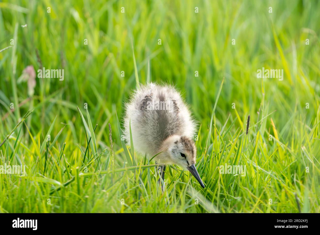 Black tailed godwit chick hi-res stock photography and images - Alamy