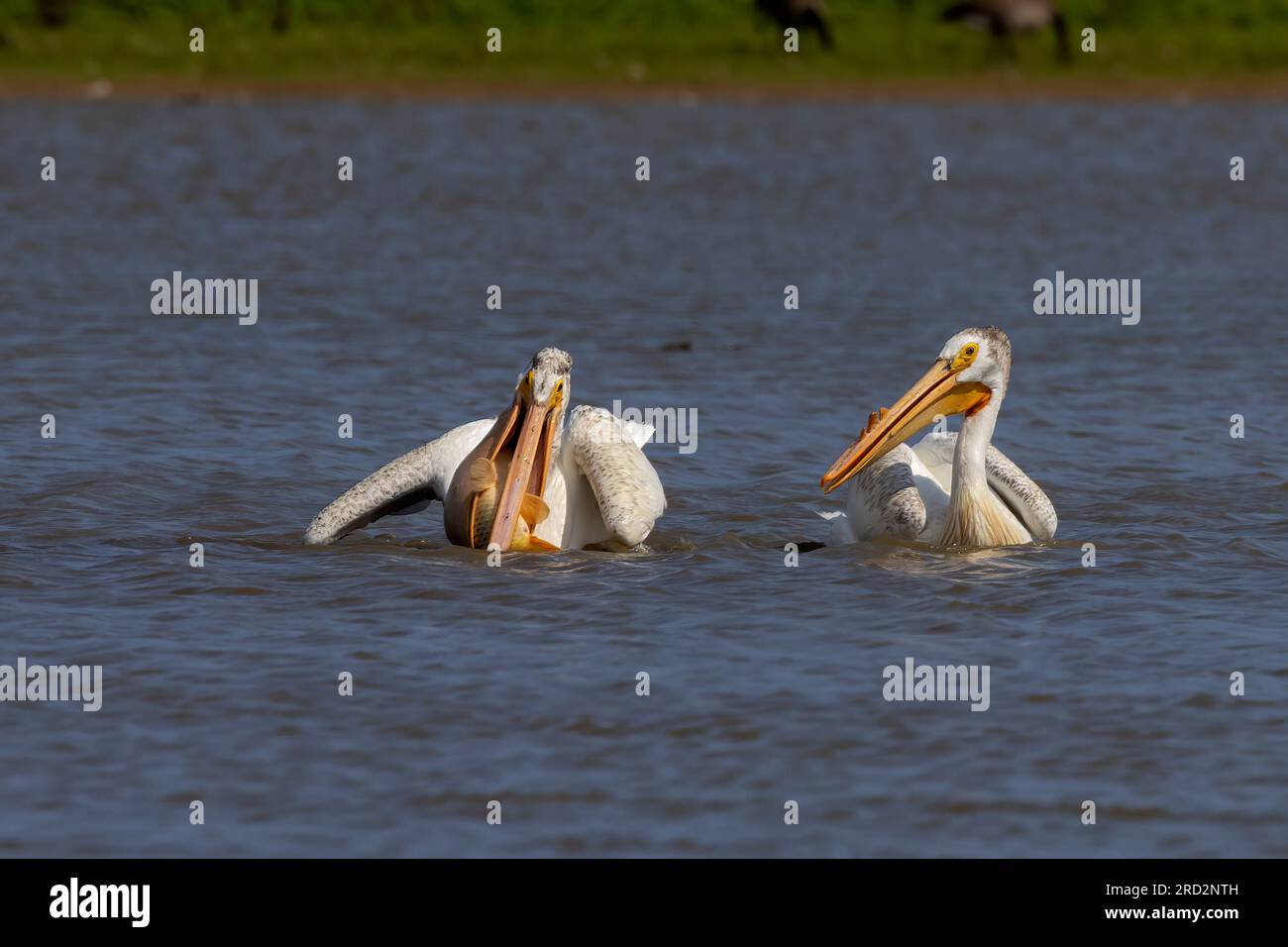 The  American white pelican (Pelecanus erythrorhynchos) on the hunt Stock Photo