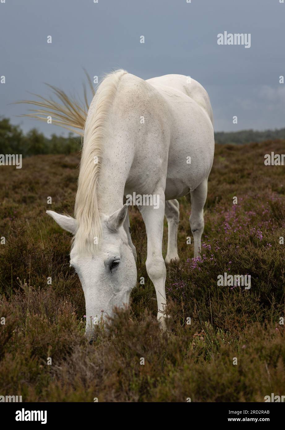 White horse grazing on heather with dark sky Stock Photo