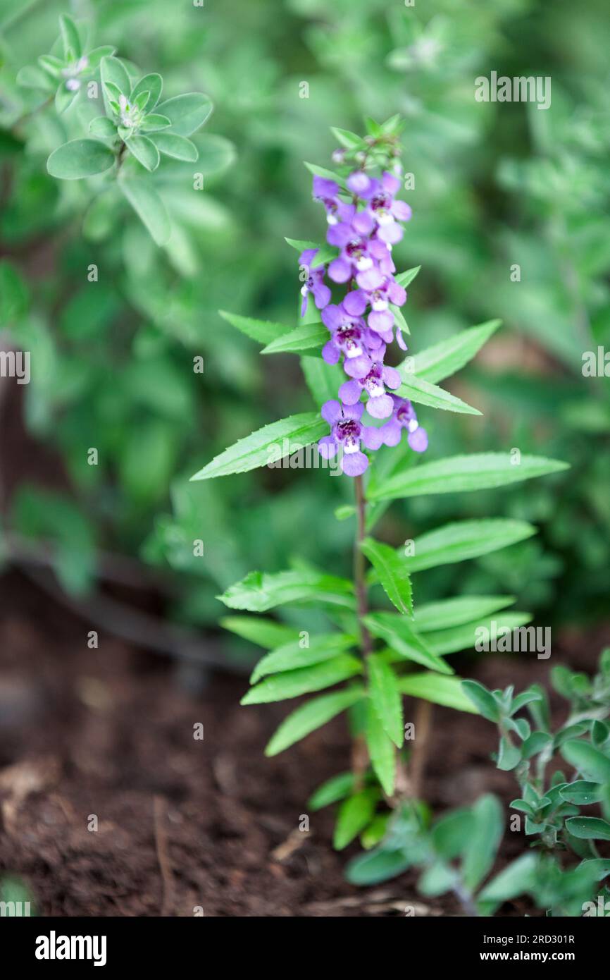 Close-up on the flowers of a Angelonia biflora Benth. Stock Photo