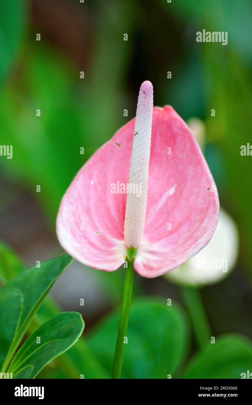 Anthurium, is a genus of about 1000 species of flowering plants, the largest genus of the arum family, Araceae. General common names include anthurium Stock Photo