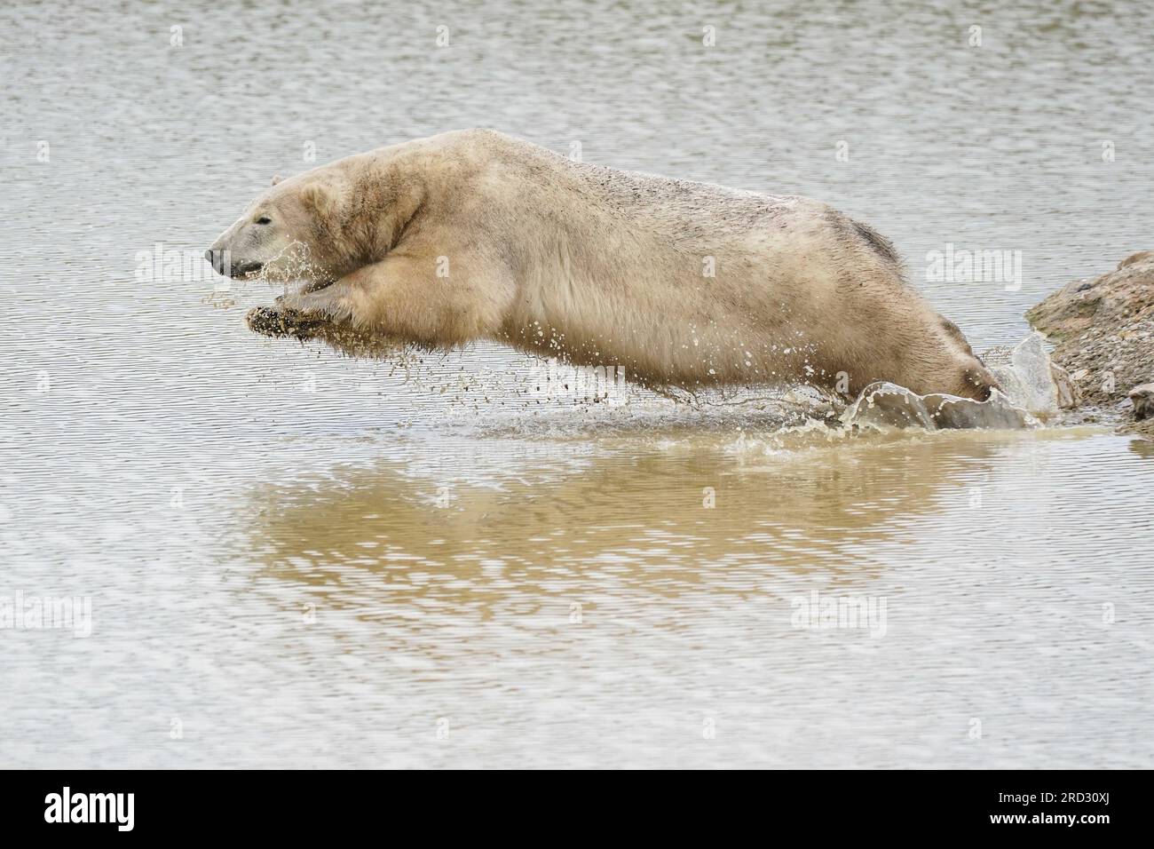 Polar bear Hope leaps into water, she is now living with her two cubs, Nanook and Noori, in their new habitat at Peak Wildlife Park near Leek, before meeting the public in August. Picture date: Tuesday July 18, 2023. Stock Photo