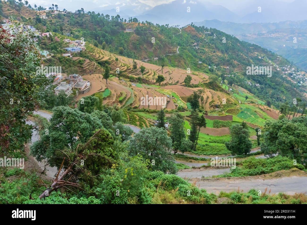 Step agriculture, or terrace agriculture. Steep hills or mountainsides are cut to form level areas for planting of crops. Foggy, misty Himalaya, India Stock Photo