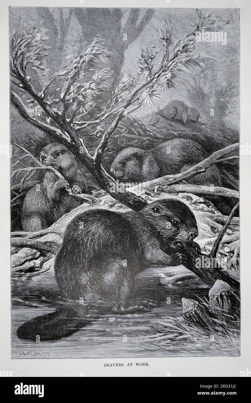 Beaver fur has been a highly valued item in the fur trade since the early Middle Ages. The pelts were used on hats, the meat was eaten and the castore Stock Photo