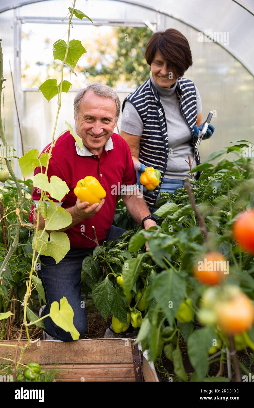 Husband and wife harvesting yellow bell peppers together in greenhouse