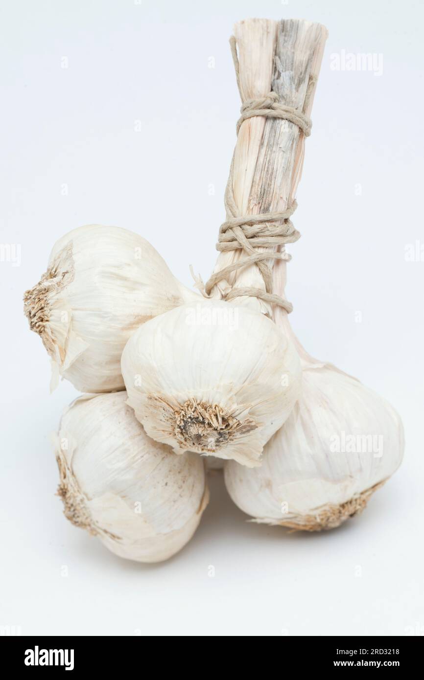 Bunch of Five Whole Garlic Bulbs and Stalks Stock Photo