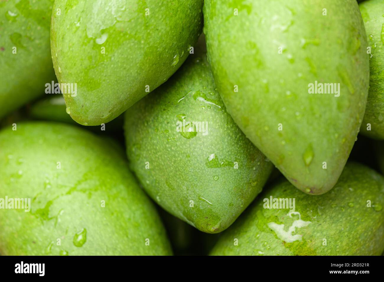 Collection of Organic green Indian Mangoes (Mangifera indica Stock Photo Alamy