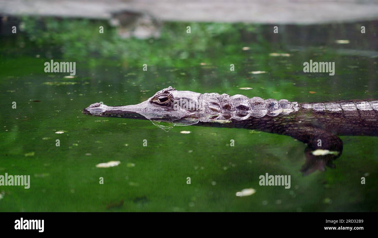 Caiman crocodilus(spectacled caiman) in pond. The caiman's body is partially submerged in the water, with its eyes and snout visible above the surface Stock Photo