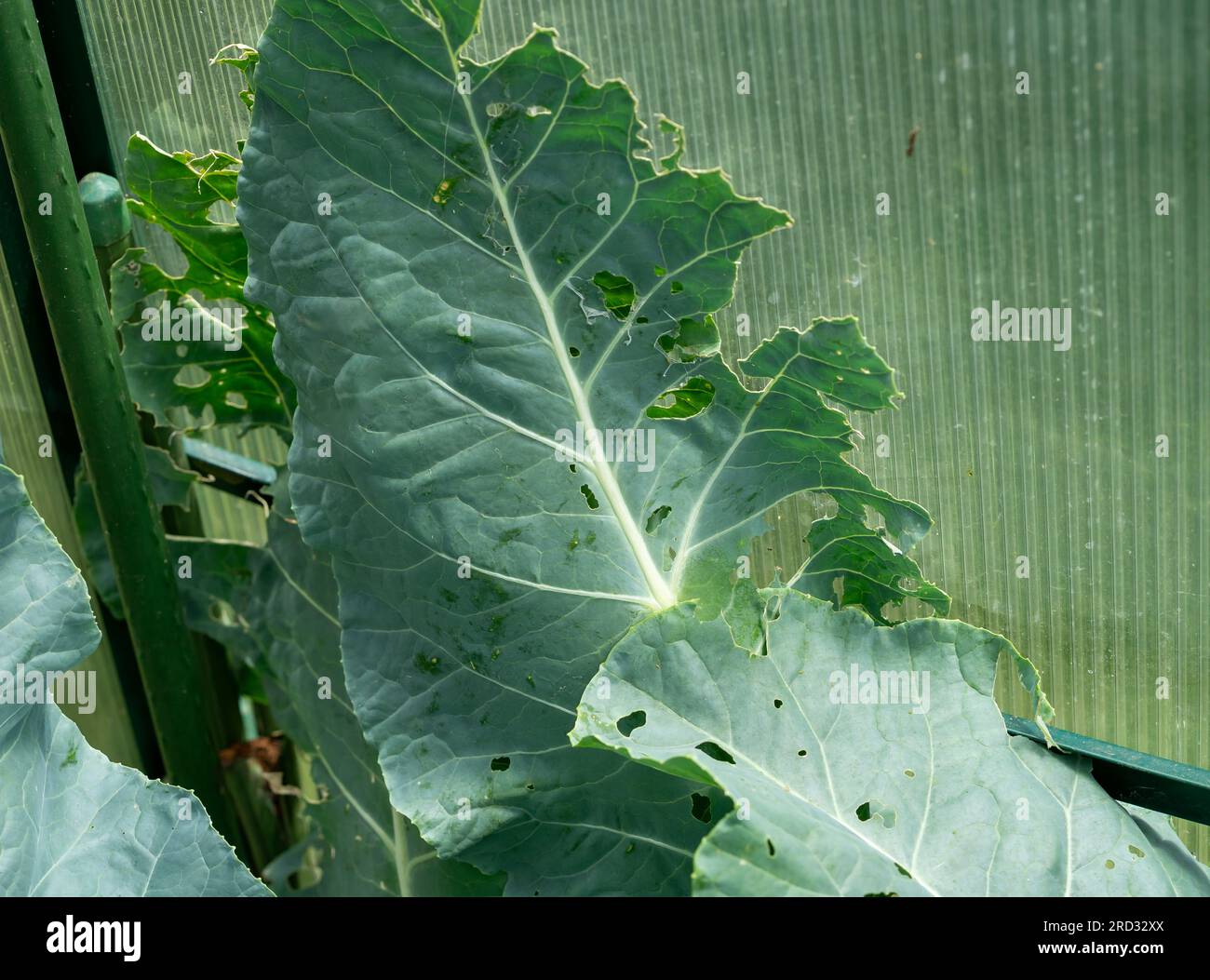 Heavy leaf damage on white cabbage 01 Stock Photo Alamy