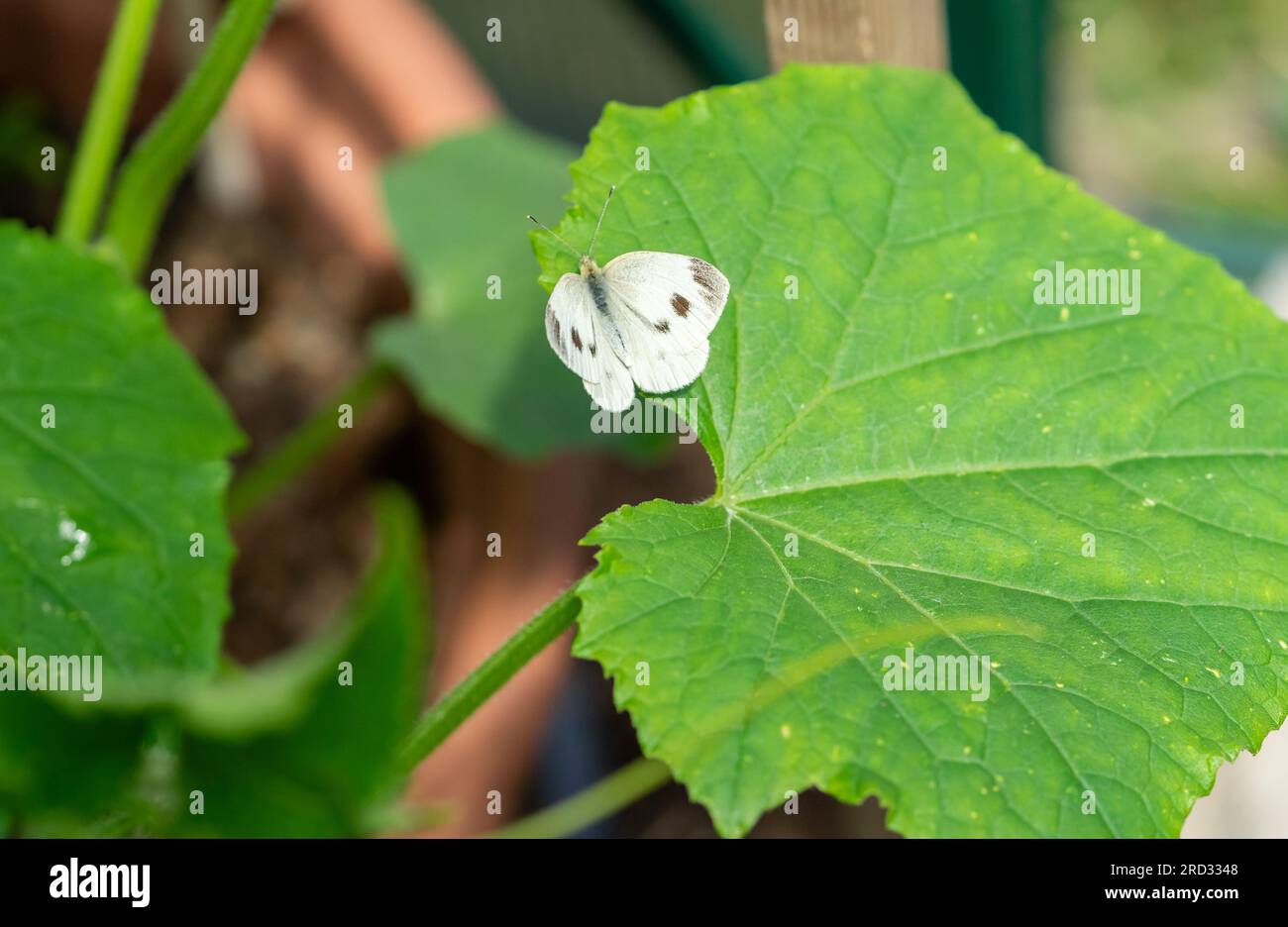 butterfly on a cucumber leaf Stock Photo