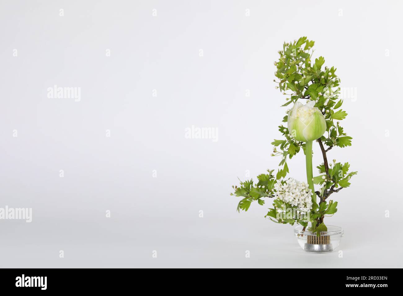 Beautiful ikebana for stylish house decor. Floral composition with fresh tulip flower and blooming branches on white background, space for text Stock Photo