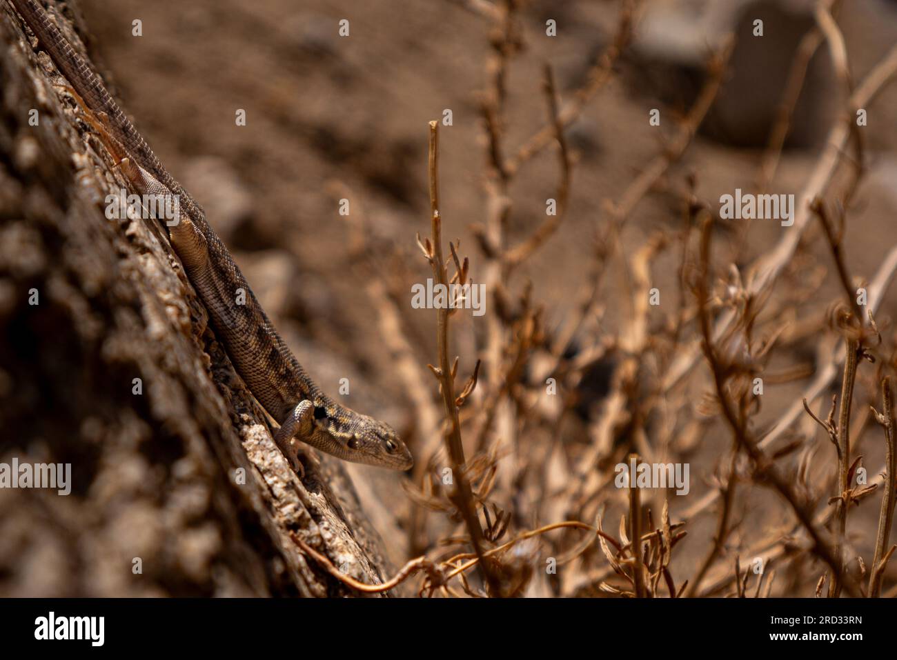lizard in the desert Stock Photo