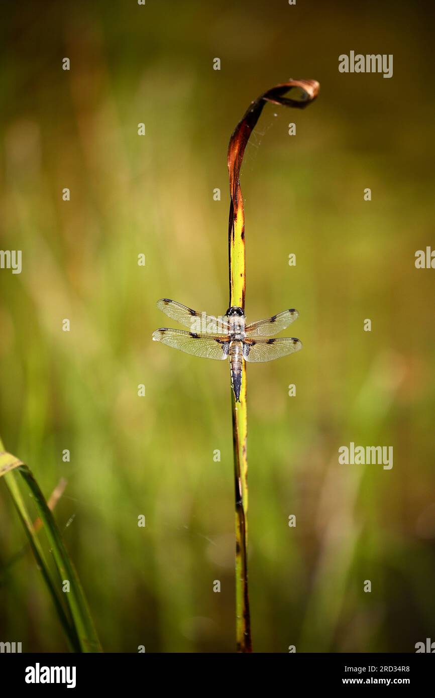 top4running dragonfly