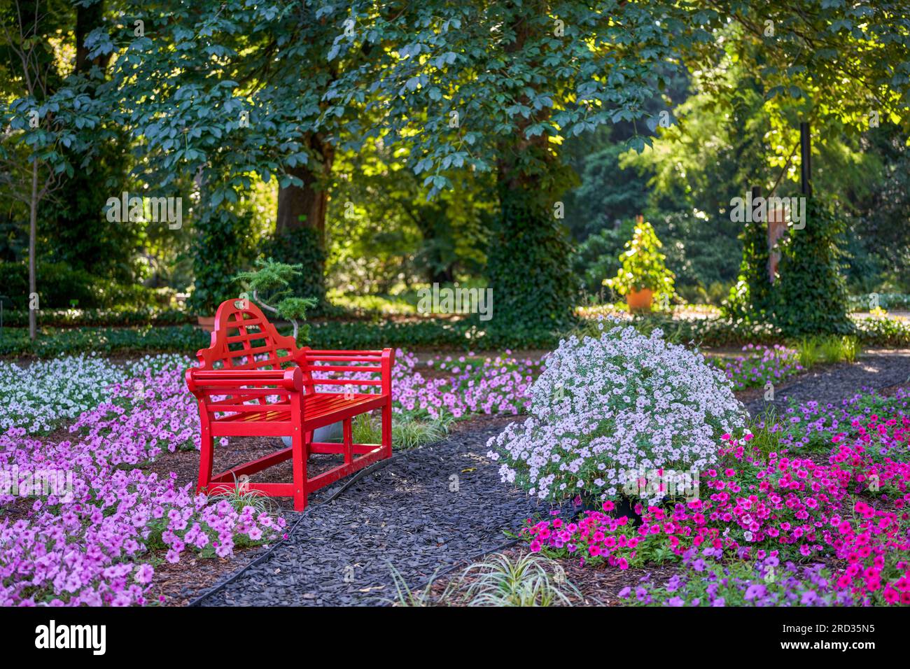 Red wooden ornamental bench among multicolour blooming petunias Botanical Gardens Wroclaw Stock Photo