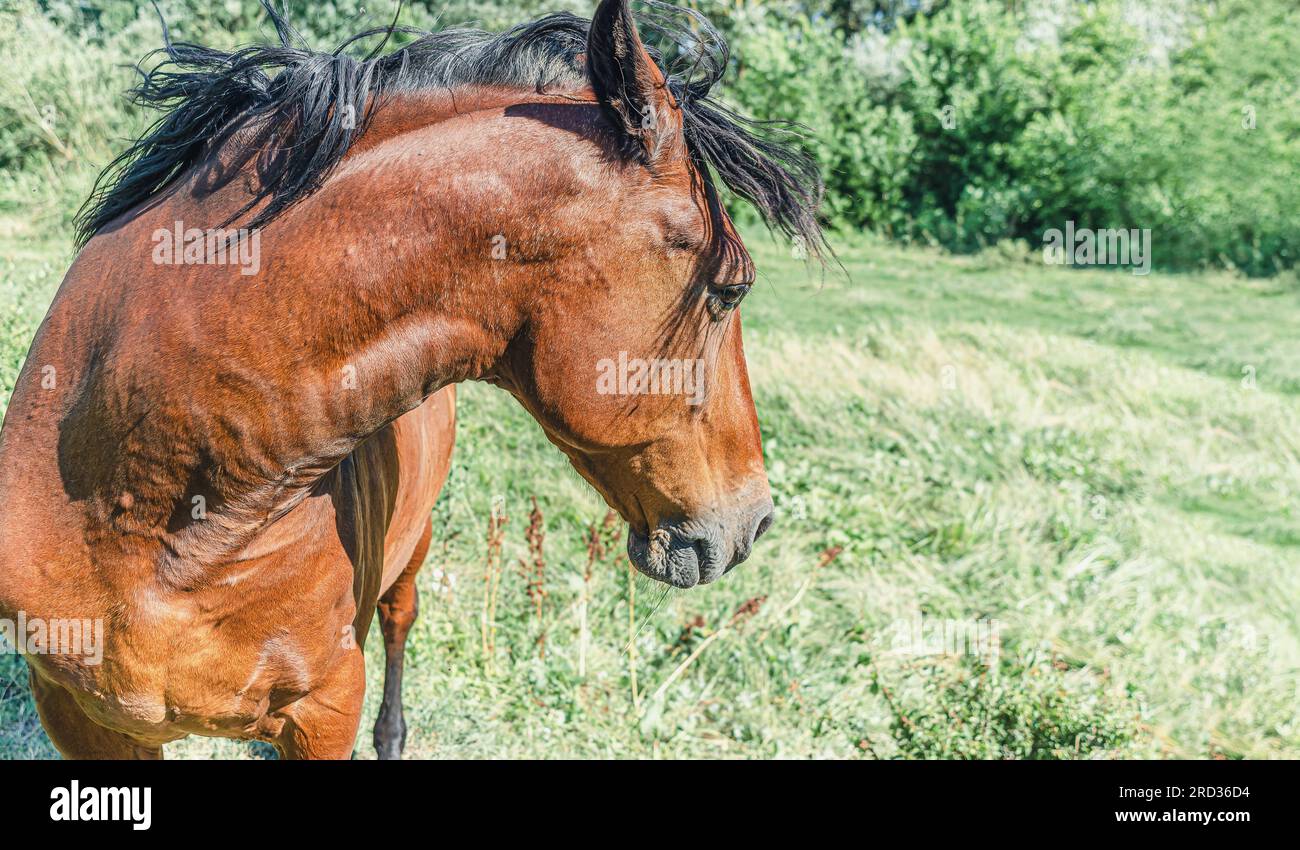 Brown horse turned its head sideways on pasture Stock Photo Alamy