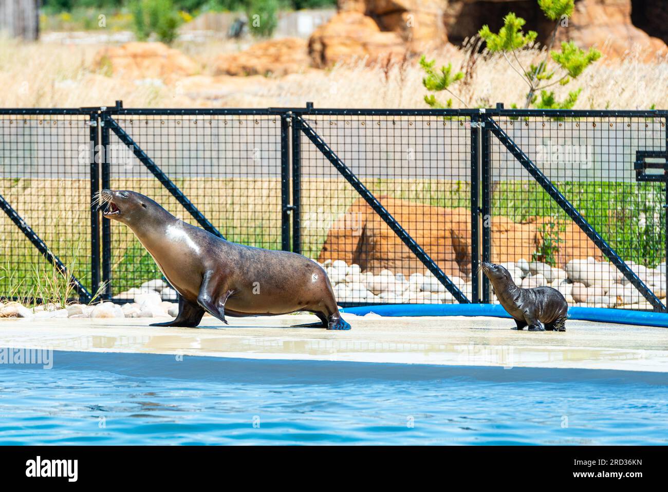 Sea Lion and pups at Yorkshire wildlife park Doncaster, UK Stock Photo ...
