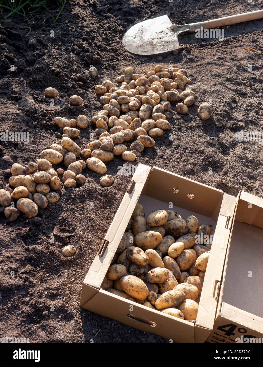 POTATO Harvesting Potatoes 'Nicola' (Solanum tuberosum) a full flavour popular variety new potato ideal for boiling and salads Stock Photo