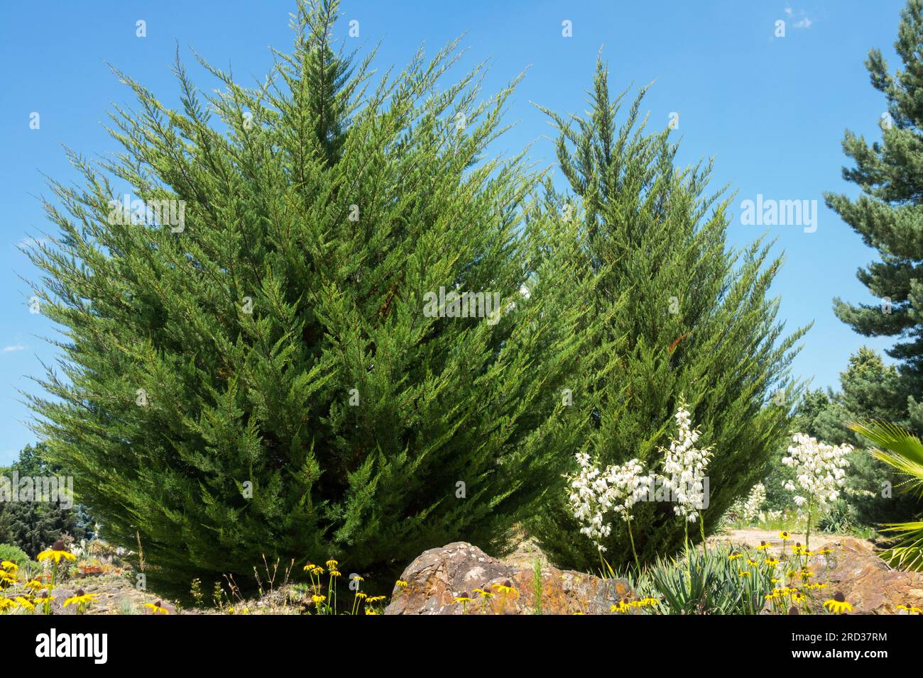 Young, Tree, Monterey Cypress, Cupressus macrocarpa Stock Photo
