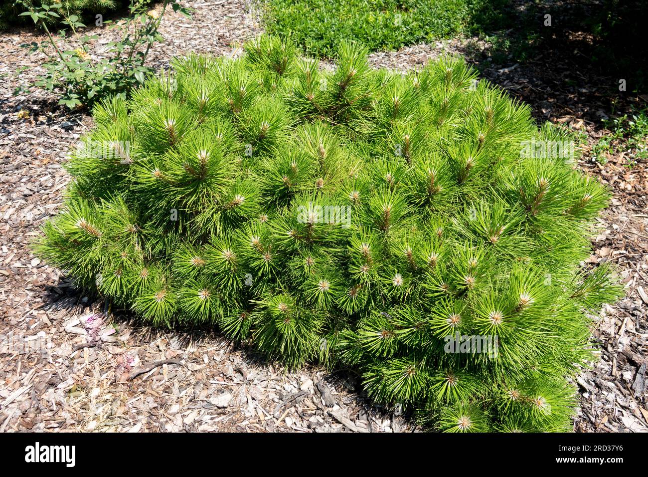 Low, Cultivar, Dwarf tree, Pinus nigra 'Nana Kalouš' Stock Photo