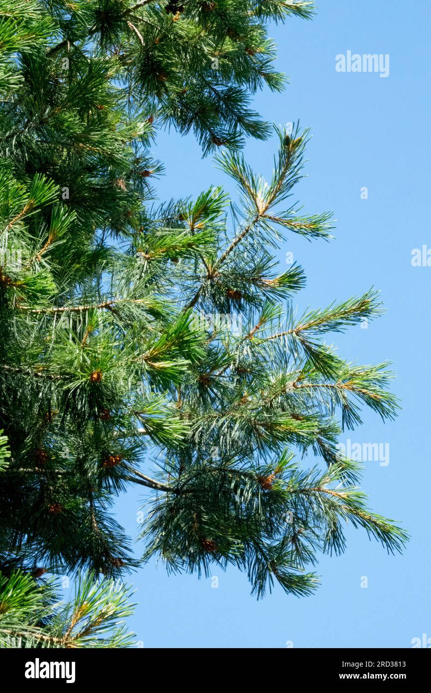 Mexican White Pine, Tree, Pinus strobiformis, Branches, Foliage, Pine, Needles, Pino Blanco Stock Photo