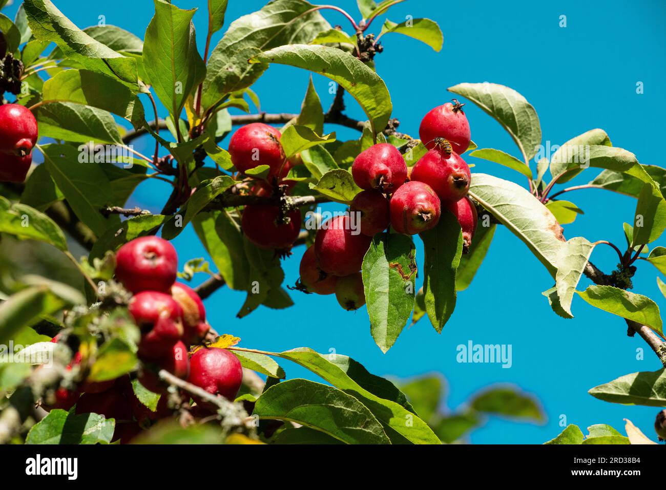 Siberian Crab Apple (Malus baccata lutea), fruits Stock Photo Alamy