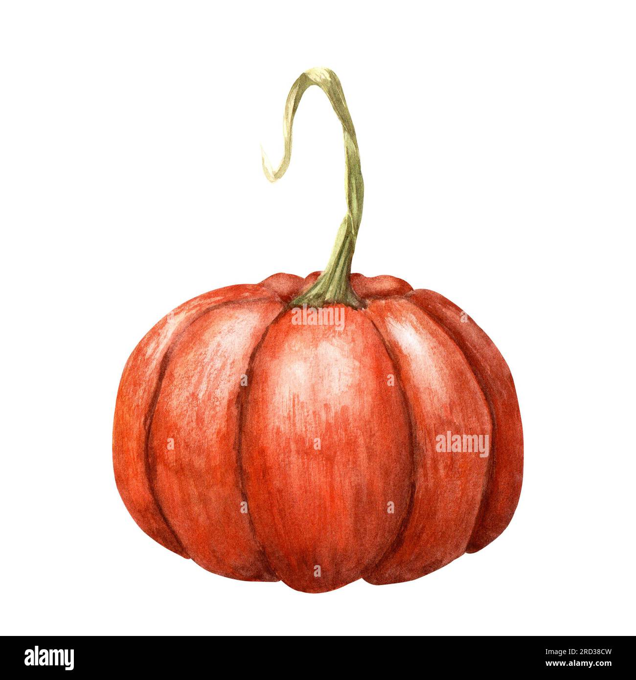 Orange pumpkin, autumn vegetable. Watercolor illustration isolated on ...