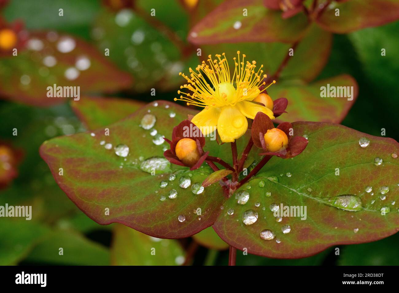 Tutsan (Hypericum androsaemum), flowers and fruit after rain Stock ...