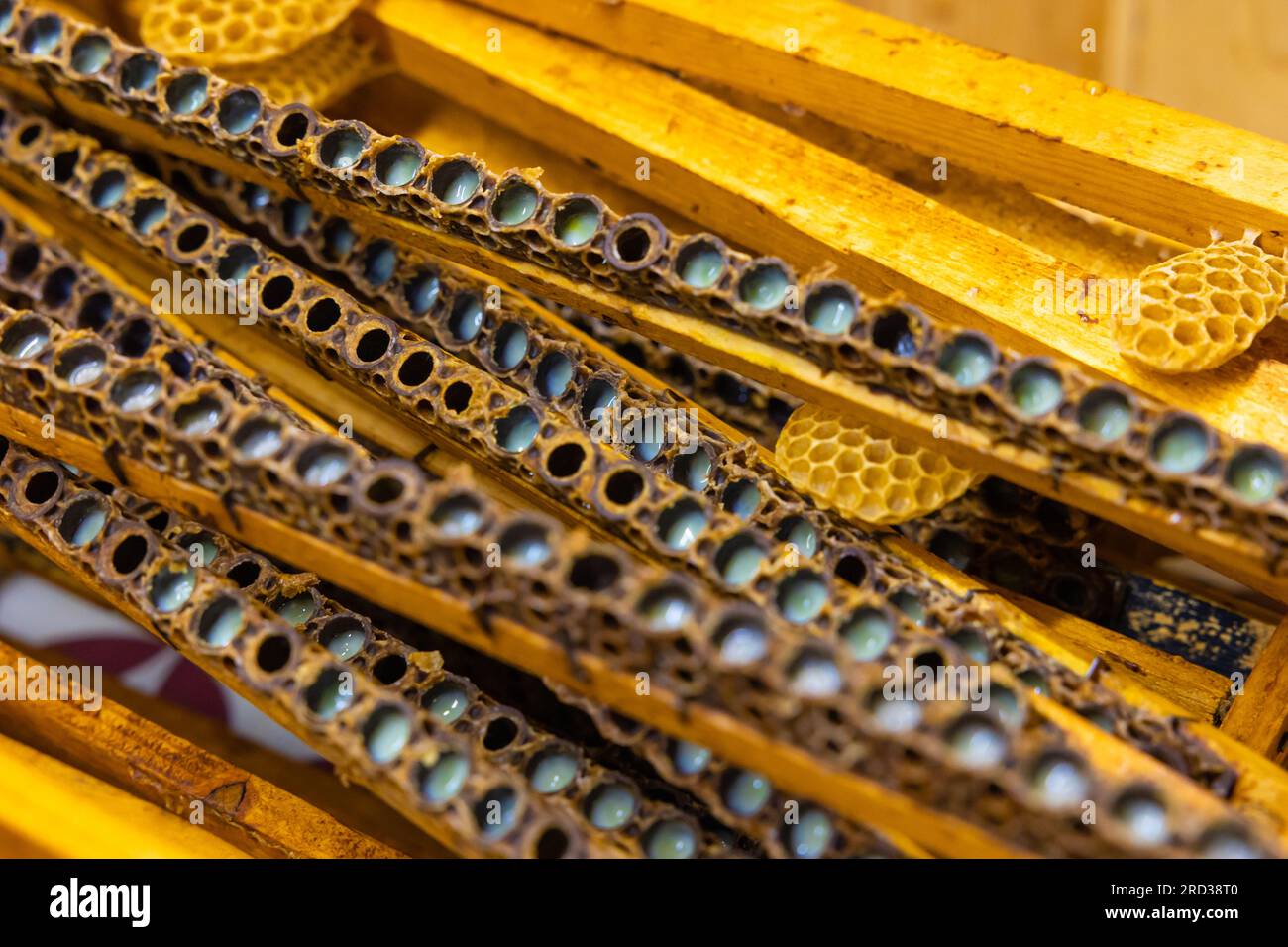 Opened queen cells full with royal jellies. Royal jelly production