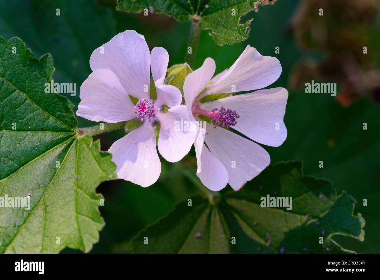 Dwarf Mallow (Malva neglecta) flowers Stock Photo