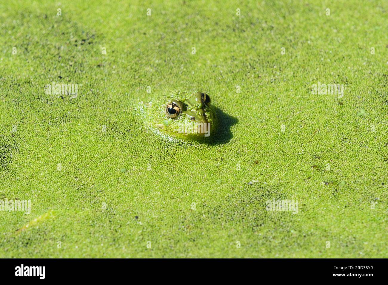 Pool Frog (Pelophylax lessonae) in Duck Weed  (Lemna minuta) covered pond Stock Photo