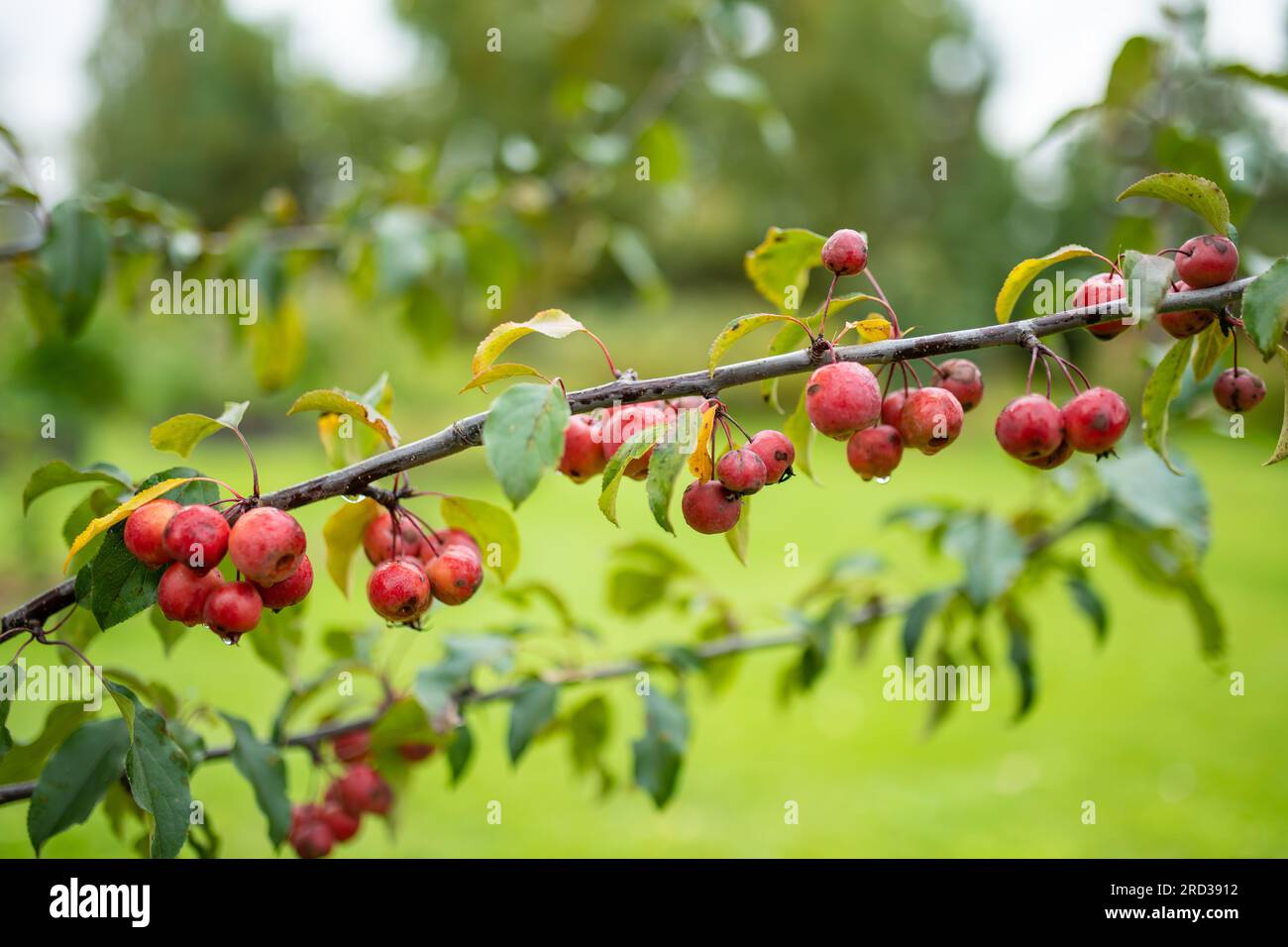 Small red paradise apples on a tree branch on fall day. Autumn fruits